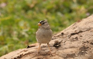 White-crowned Sparrow