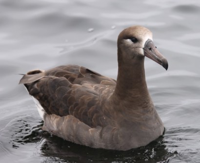 BFAlbatross1 CMP6_30_16