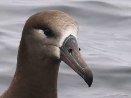 BFAlbatross3 CMP6_30_16