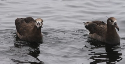 BFAlbatrosses CMP6_30_16