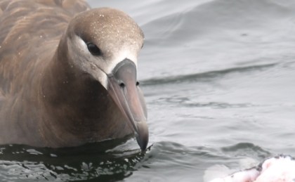 BFAlbatrossFeeding CMP6_30_16