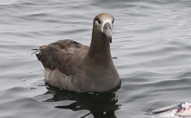 BFAlbatrossFeeding2 CMP6_30_16