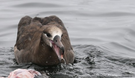 BFAlbatrossFeeding3 CMP6_30_16