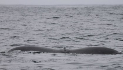 HumpbackTail CMP6_30_16