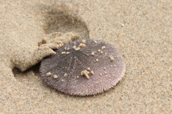 SandDollar CMaParsons