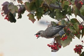 CedarWaxwing CMParsons