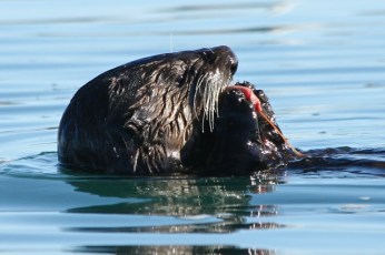 SeaOtter CMParsons
