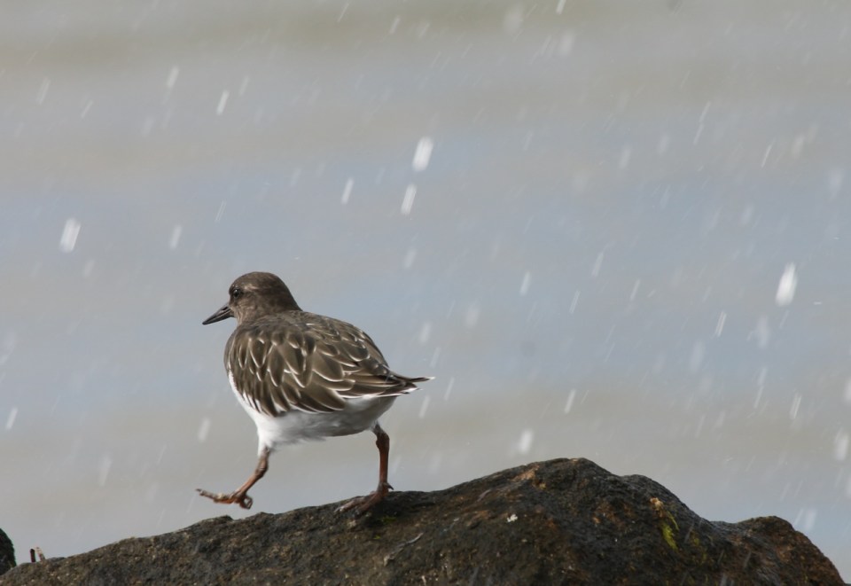 black-turnstone