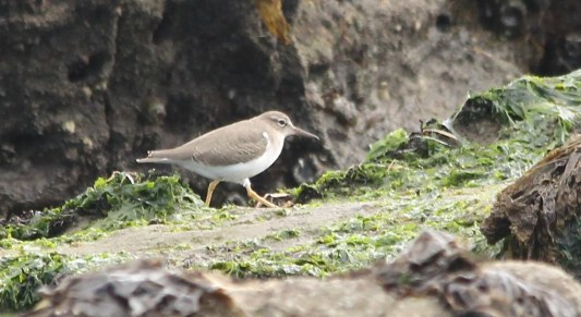 spotted-sandpiper