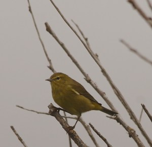 orange-crowned-warbler