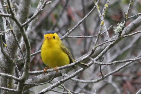wilsonswarbler