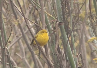 yellowwarbler