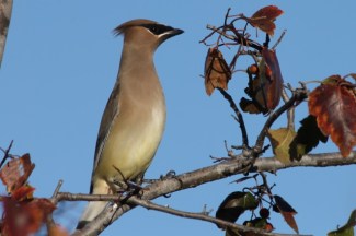 cedarwaxwing1-cmaparsons