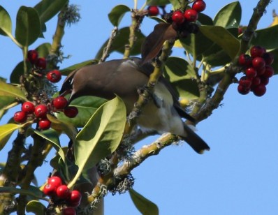 cedarwaxwing2-cmaparsons