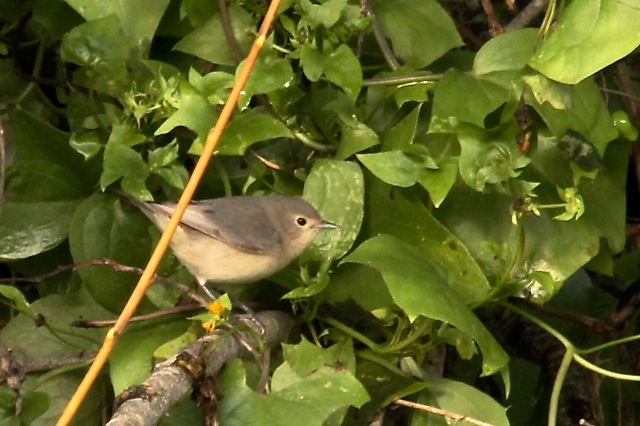 lucyswarbler-cmaparsons