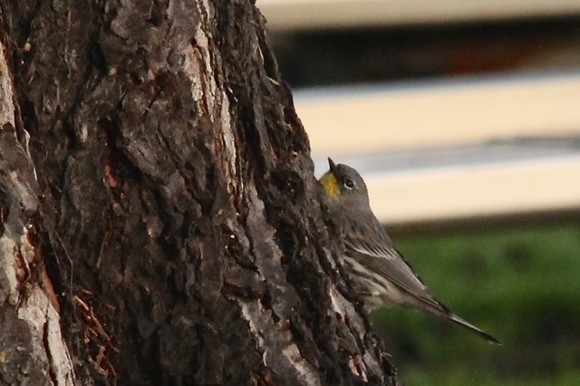 yellowrumpedwarbler-cmaparsons