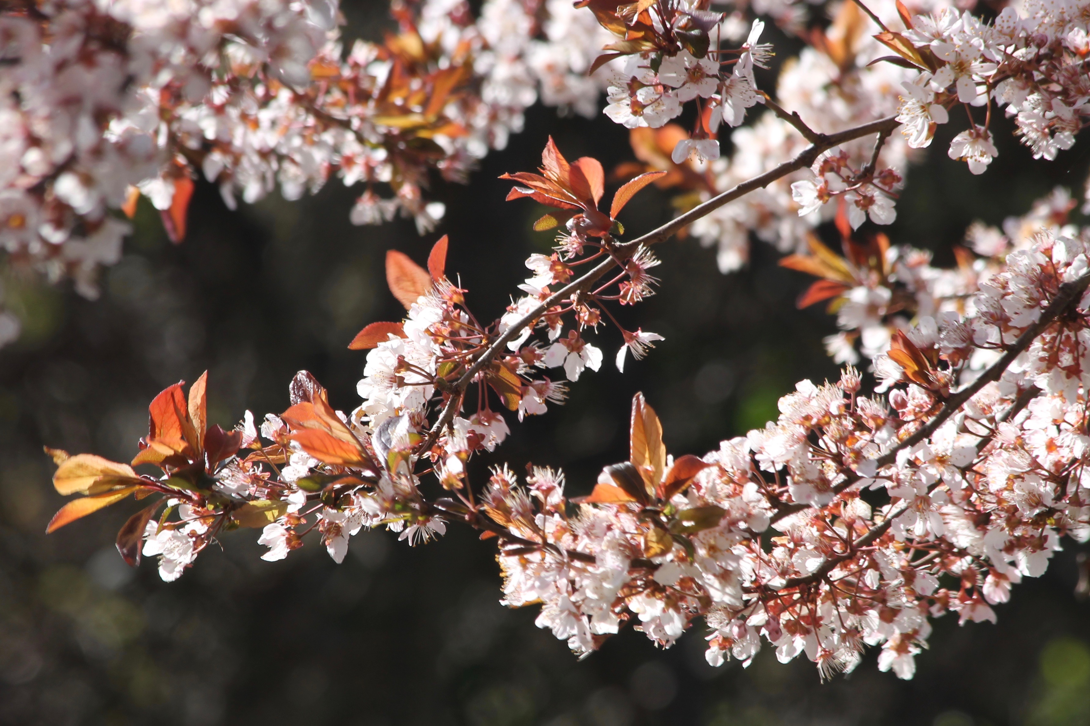 LagunaGrandeSpring Flowers 2018CMaParsons