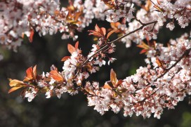 LagunaGrandeSpring Flowers 2018CMaParsons