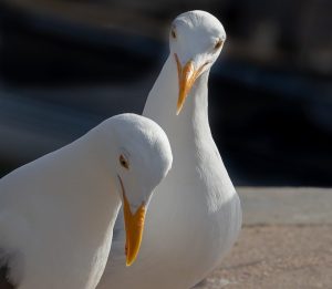 Two Western Gulls focus on a pile of bread crumbs